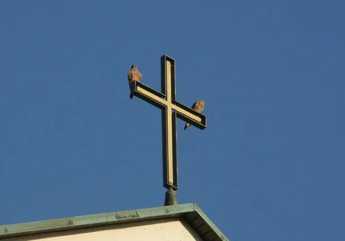 Zwei Turmfalken sitzen auf einem goldfarbenen Kreuz auf dem Dach eines Gebäudes vor blauem Himmel