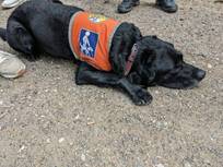 Ein Blindenführhund liegt entspannt auf der Straße.